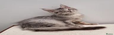 Silver female 