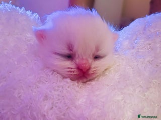Persian cats ♥️🍃 ꨁ EXOTIC PERSIAN DOLL FACE KITTENS FOR SALE - Advert 3