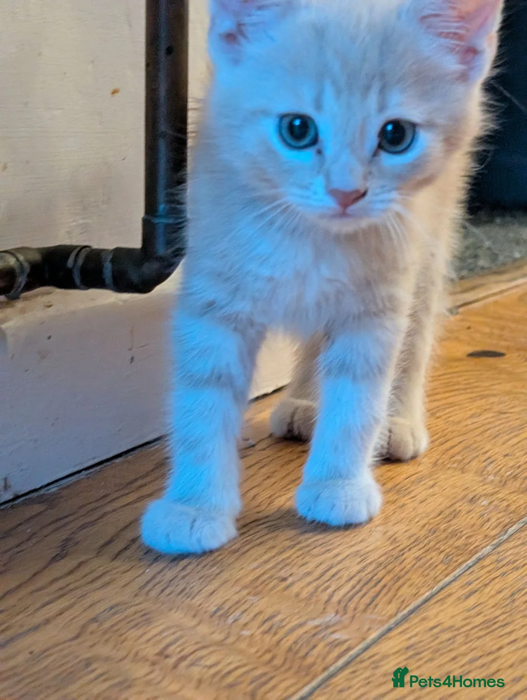 Mixed Breed cats for sale: Kittens  - Advert 10