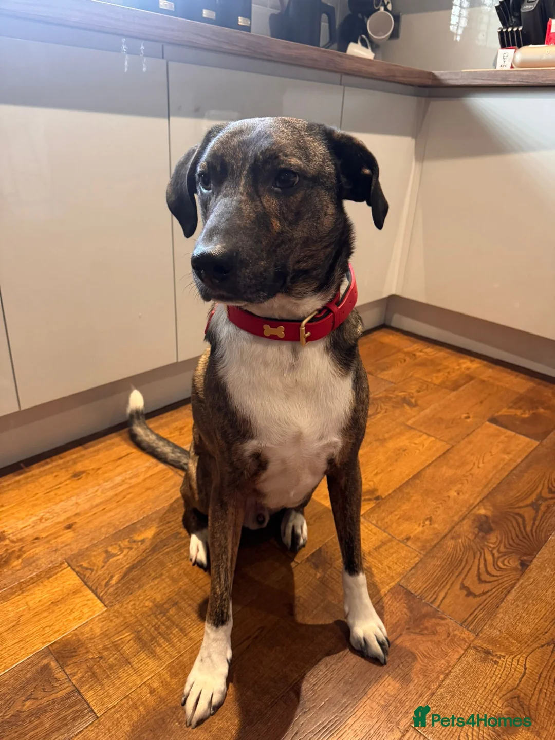 Mixed Breed dogs for sale: Gorgeous Boy looking for his forever home - Advert 1