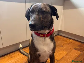 Mixed Breed dogs Gorgeous Boy looking for his forever home - Advert 16