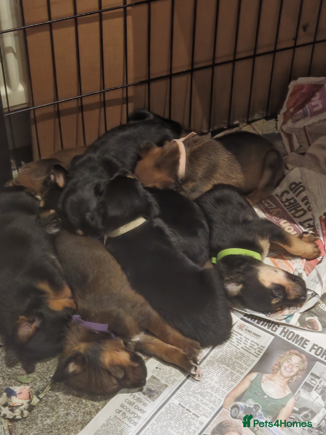 Mixed Breed dogs for sale: Rottweiler x lurcher - Advert 6