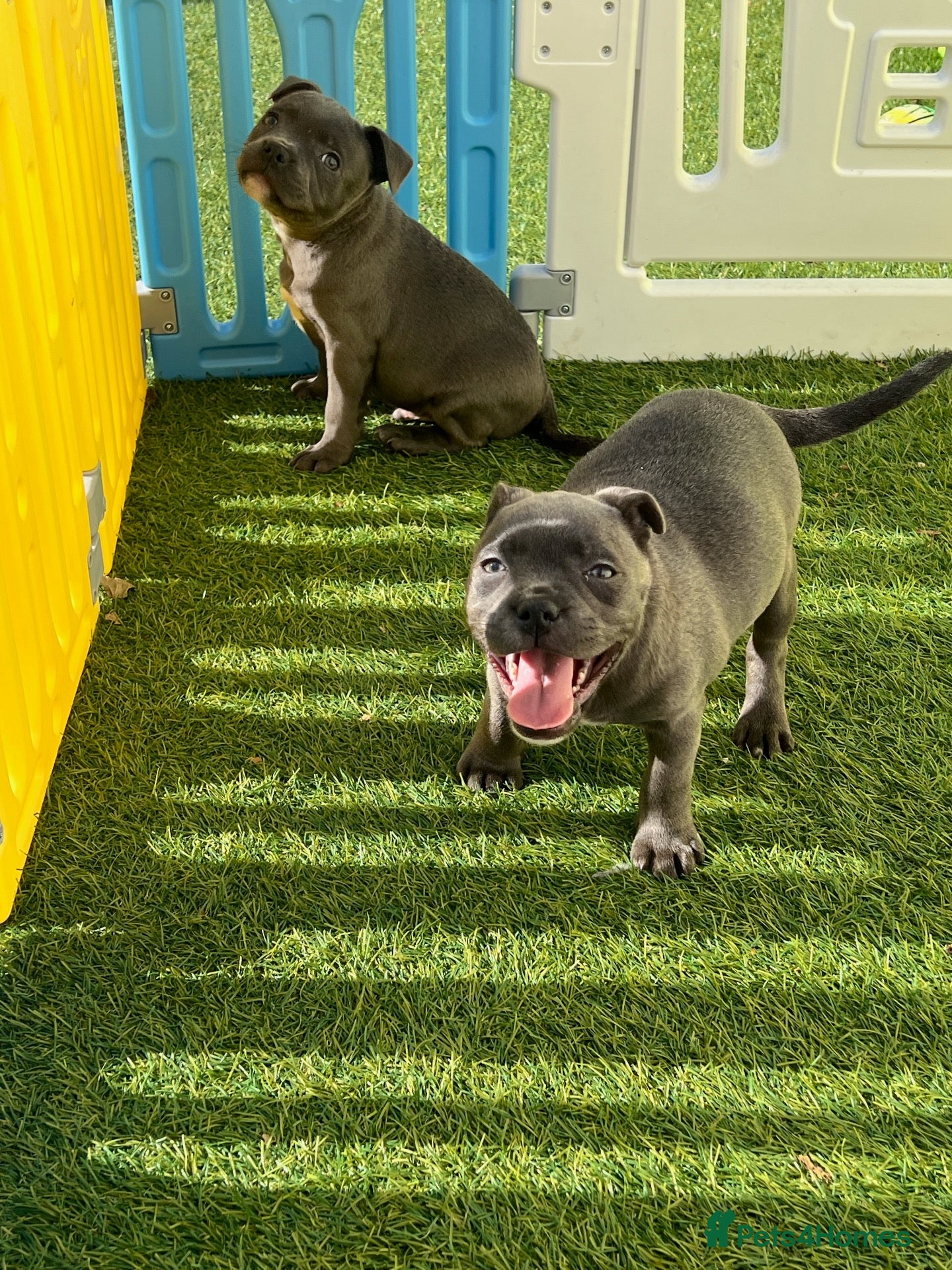 Staffordshire Bull Terrier dogs Gorgeous Blue Staffys **READY TO LEAVE** - Advert 2