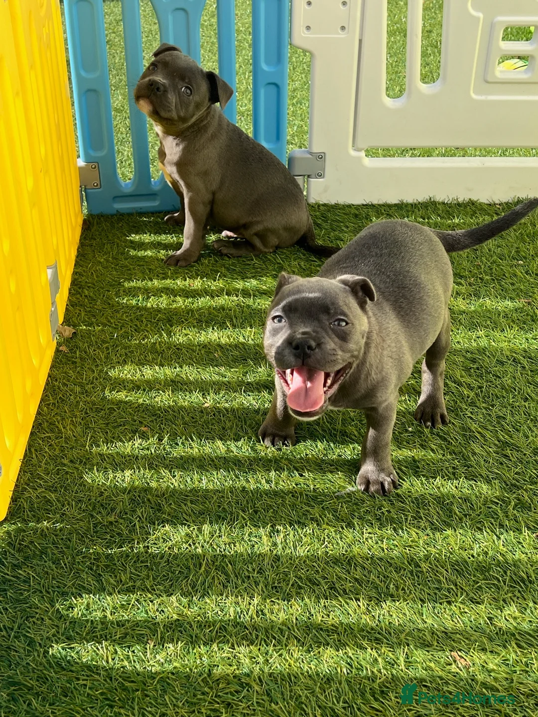 Staffordshire Bull Terrier dogs for sale: Gorgeous Blue Staffys **READY TO LEAVE** - Advert 2