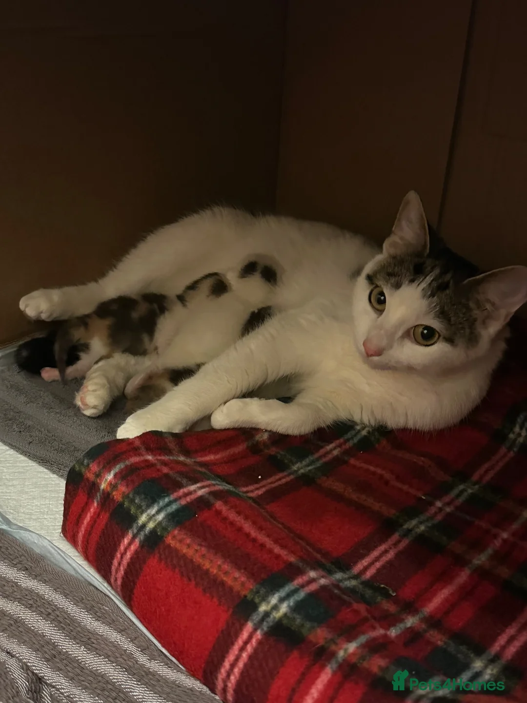 Mixed Breed cats for sale: 3 Persian Mixed Breed Kittens for Sale  - Advert 1