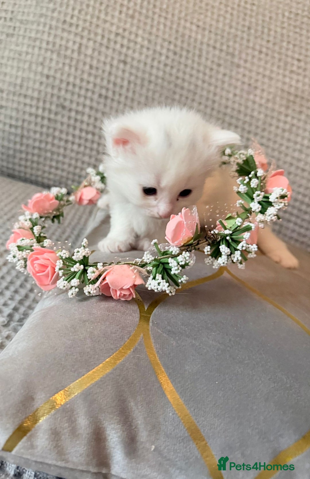 Mixed Breed cats for sale: 4 Lovely Kittens Almost Ready For Adoption - Advert 14