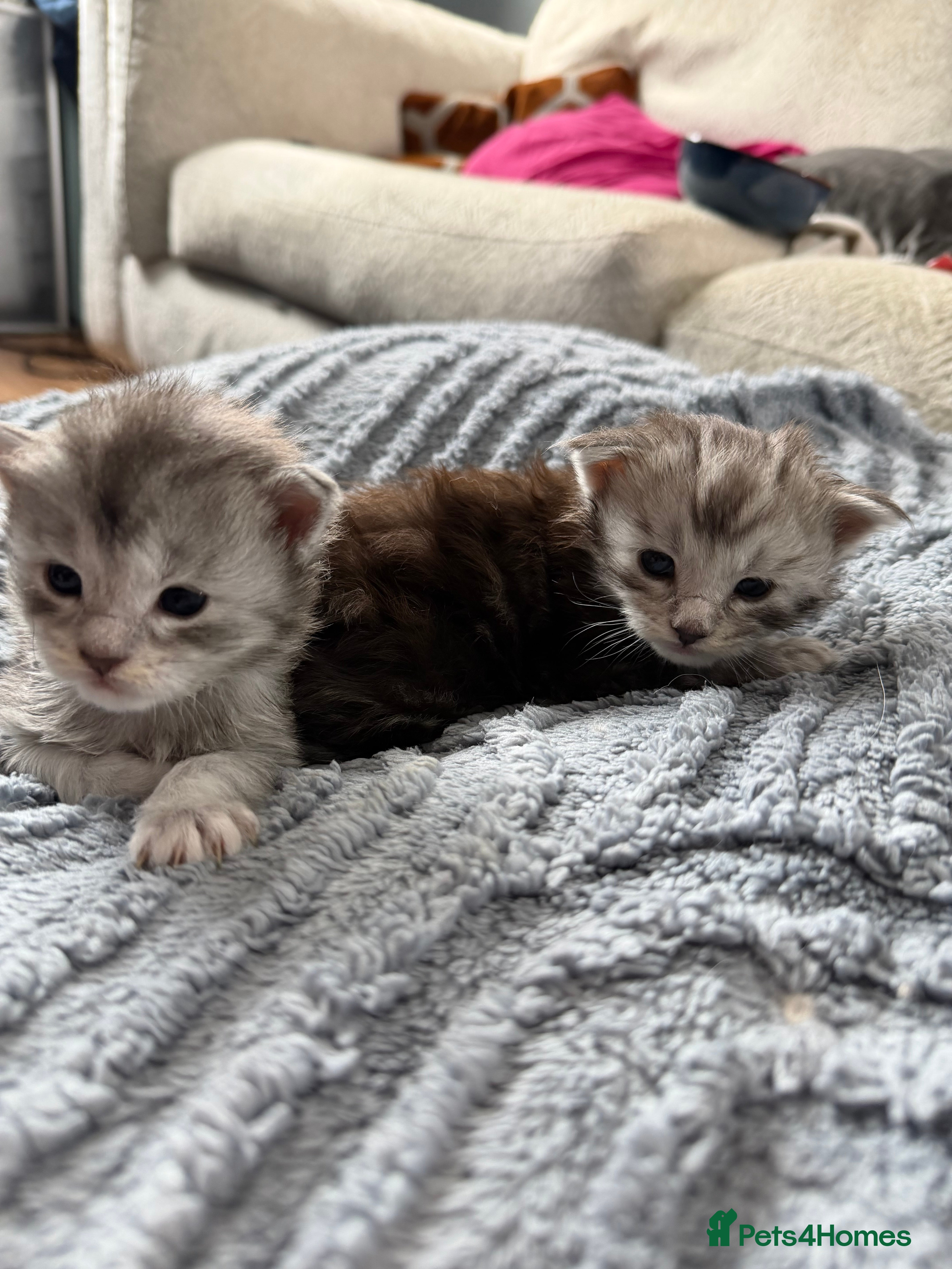 Maine Coon cats Beautiful pedigree Mainecoon kittens - Advert 2