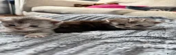 Maine Coon cats for sale: Beautiful pedigree Mainecoon kittens - Advert 2