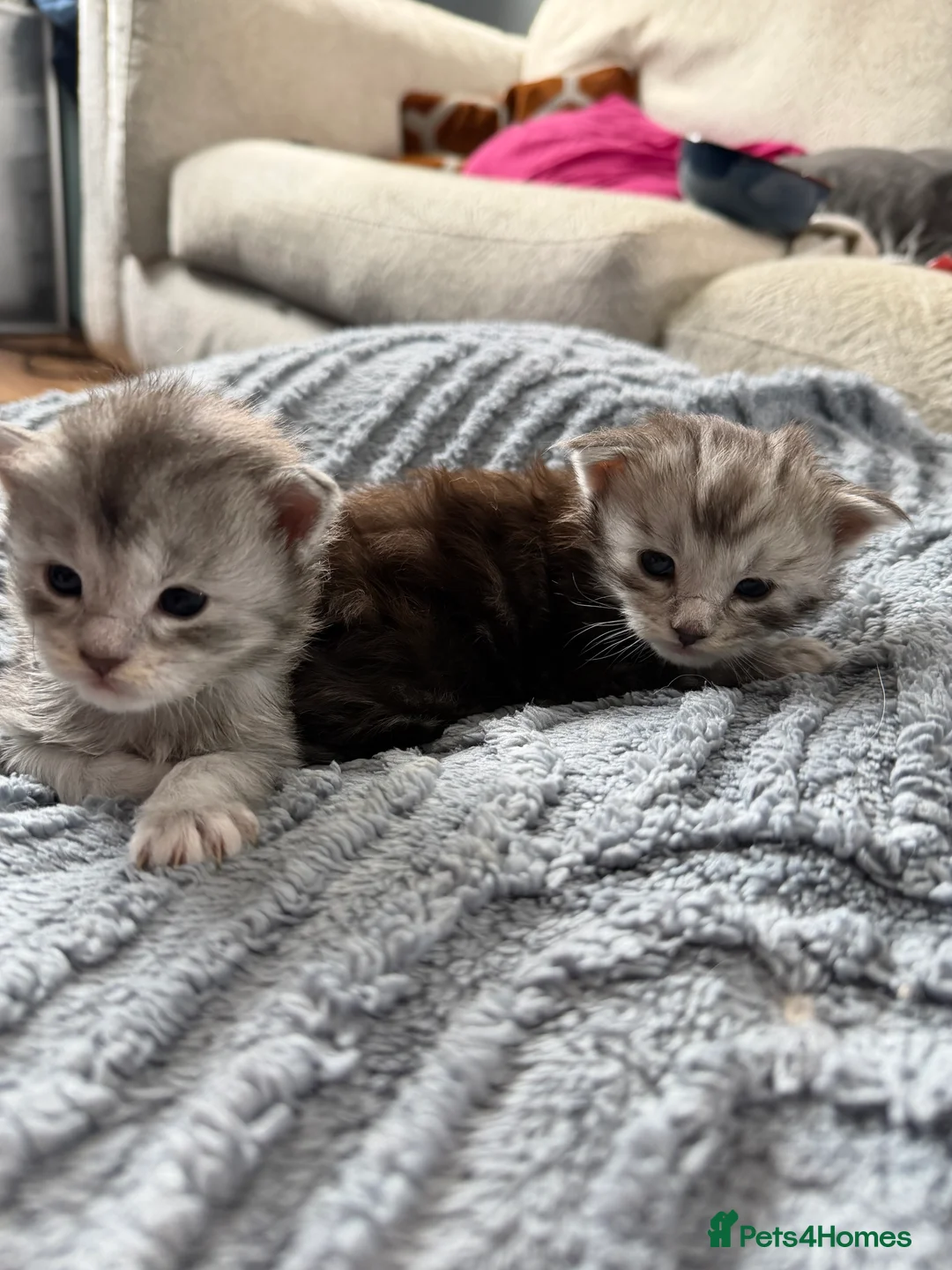 Maine Coon cats for sale: Beautiful pedigree Mainecoon kittens - Advert 2