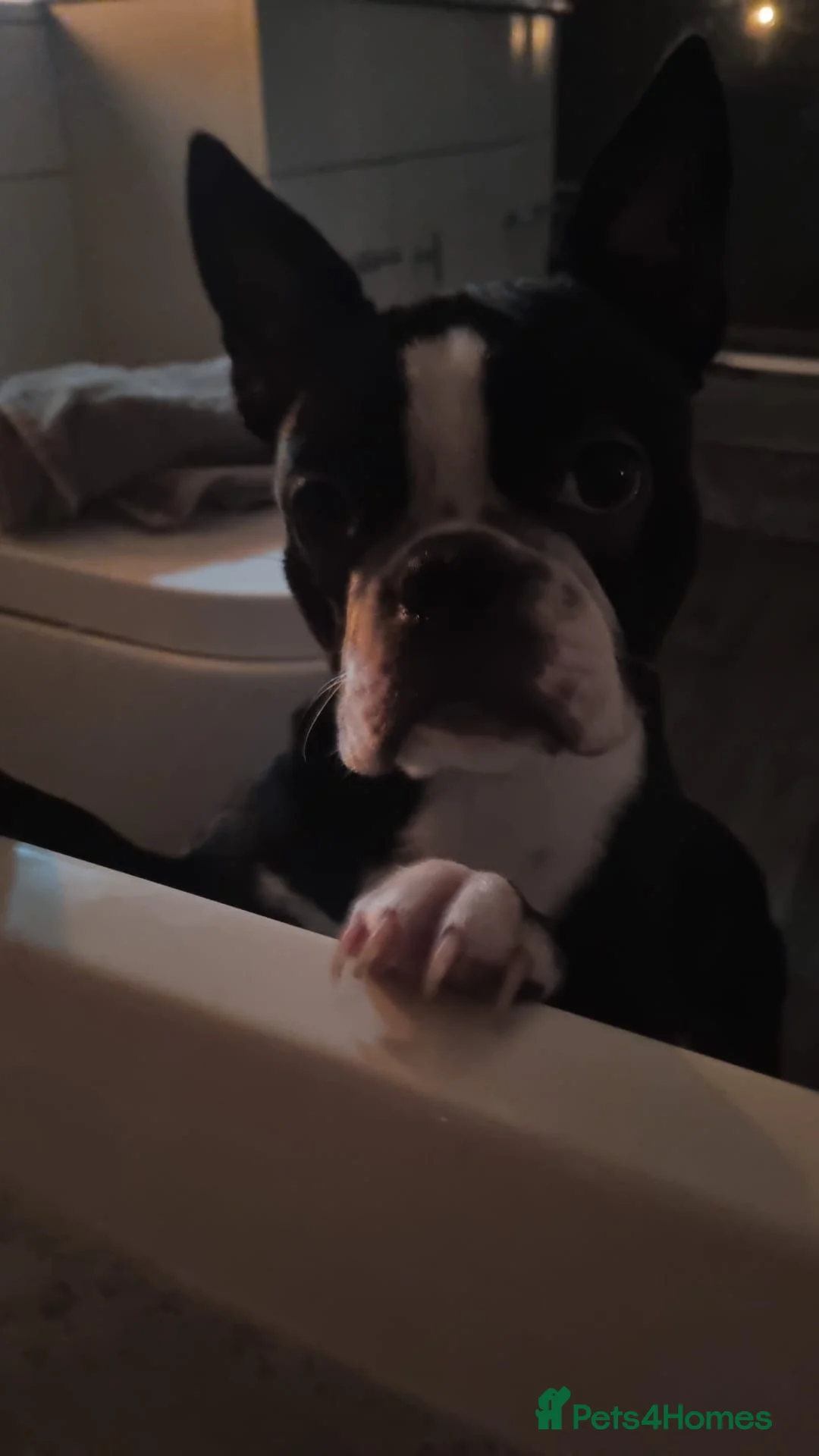 Boston Terrier dogs for stud: Two Boston boys available for stud in Nottingham - Advert 11