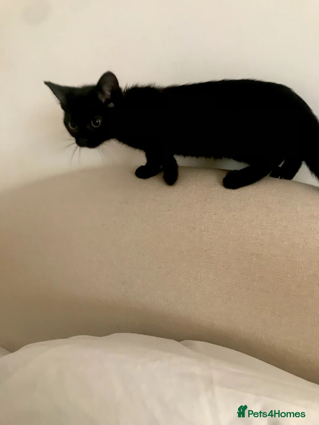 Mixed Breed cats for sale: 2 gorgeous black Siamese/American long hair kitten - Advert 2