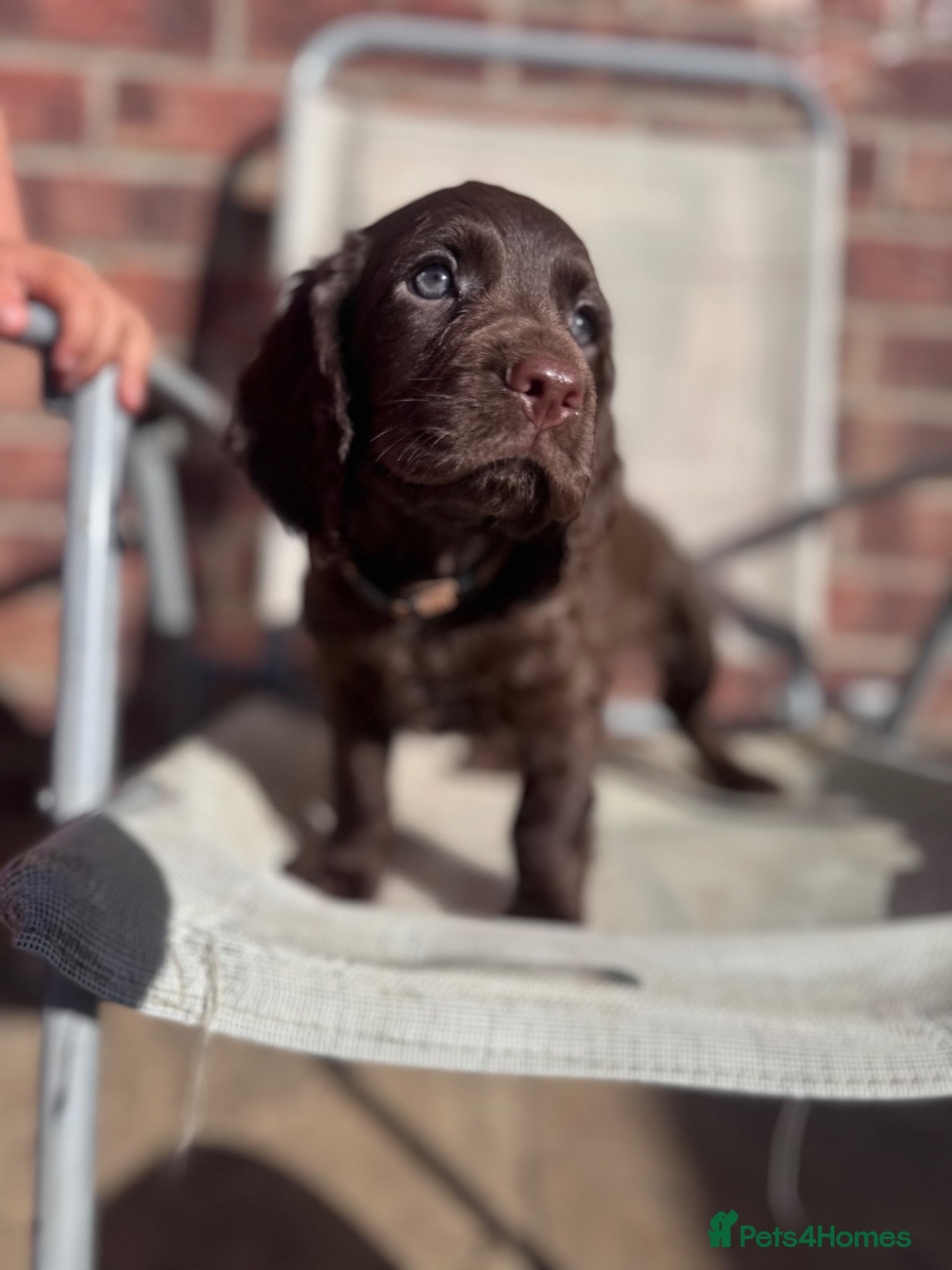 Cocker Spaniel dogs Kc working cocker spaniels  - Advert 1