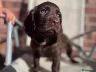 Cocker Spaniel dogs Kc working cocker spaniels - Advert 18