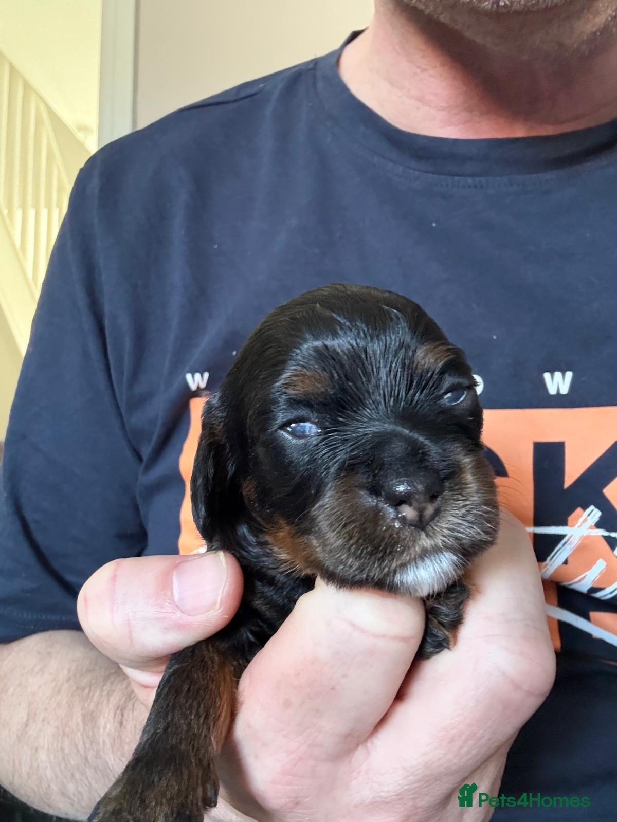 Cavapoochon dogs Beautiful Cavapoochon Female Puppies – 3 Available - Advert 2