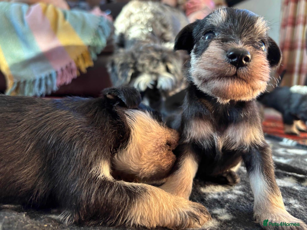 Miniature Schnauzer dogs for sale: Beautiful Miniature Schnauzer puppies - Image 6