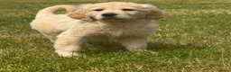 Golden Retriever dogs for sale: PUREBRED GOLDEN RETRIEVER PUPPIES – KC REGISTERED in Stamford - Advert 17