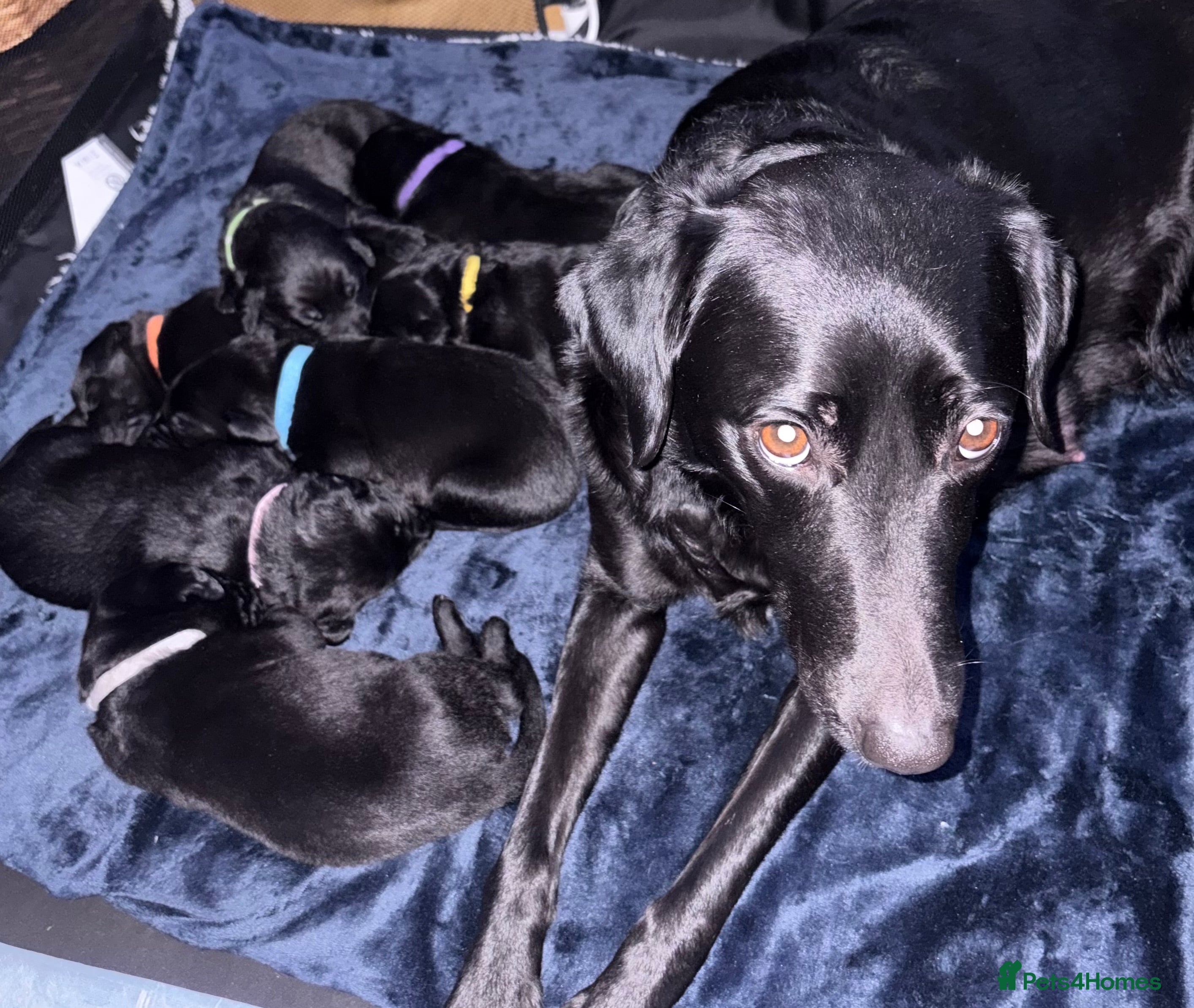 Borador dogs Lab collie pups  - Advert 1