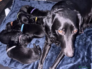 Borador dogs Lab collie pups - Advert 1