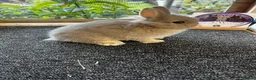 Netherland Dwarf rabbits for sale: Netherland dwarfs for sale  - Advert 1