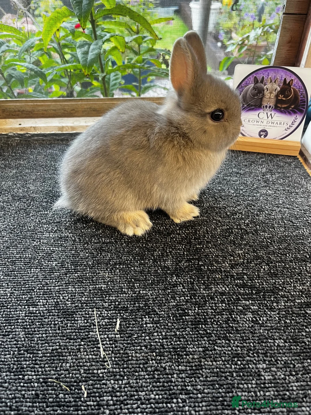 Netherland Dwarf rabbits for sale: Netherland dwarfs for sale  - Advert 1