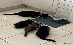Mixed Breed cats for sale: 2 Black Fluffy Kittens (15wk old brothers) - Image 22