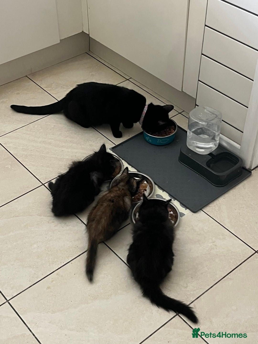 Mixed Breed cats for sale: 2 Black Fluffy Kittens (15wk old brothers) - Image 22