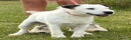 Jack Russell dogs for sale: Male Jack Russell - Advert 2