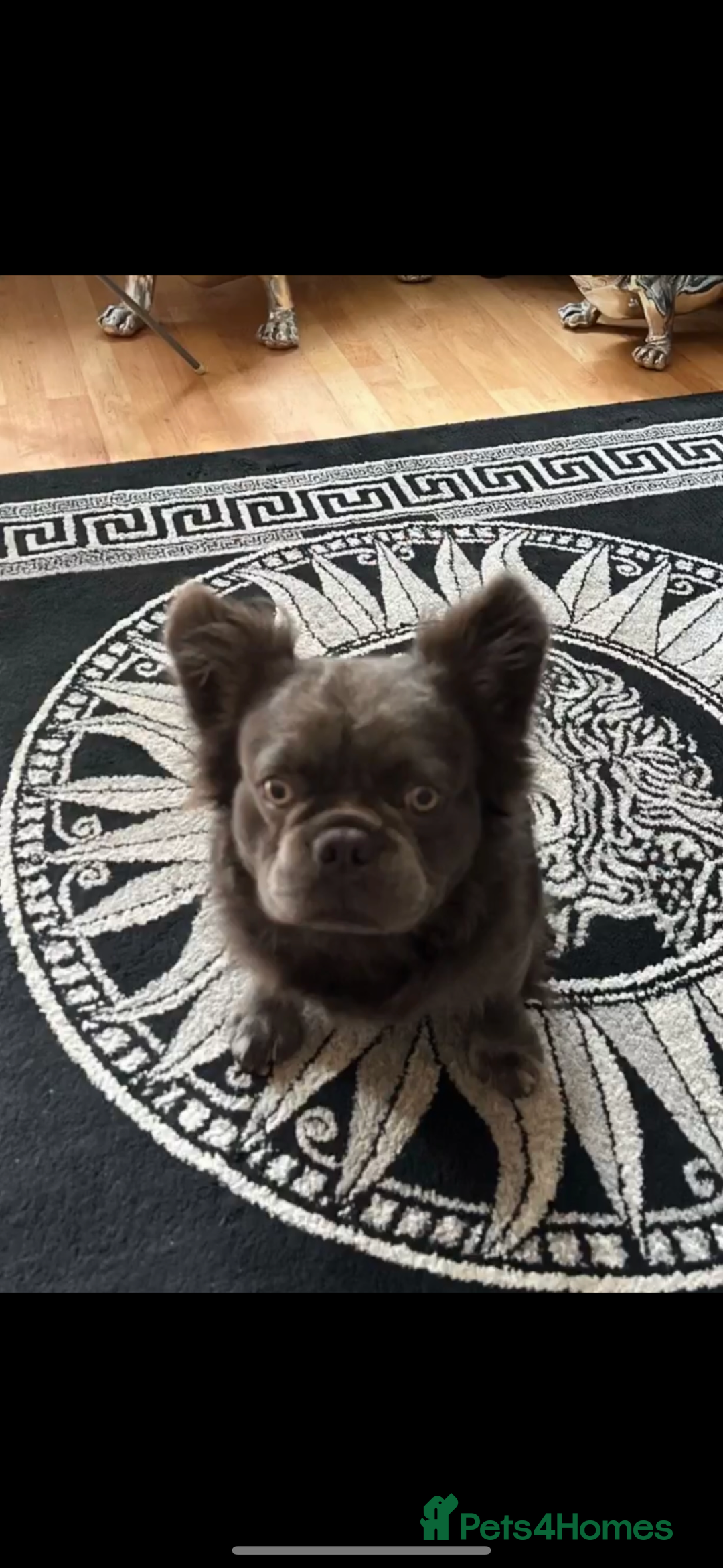 French Bulldog dogs for sale: Beautiful full fluffy French bulldog  - Advert 2