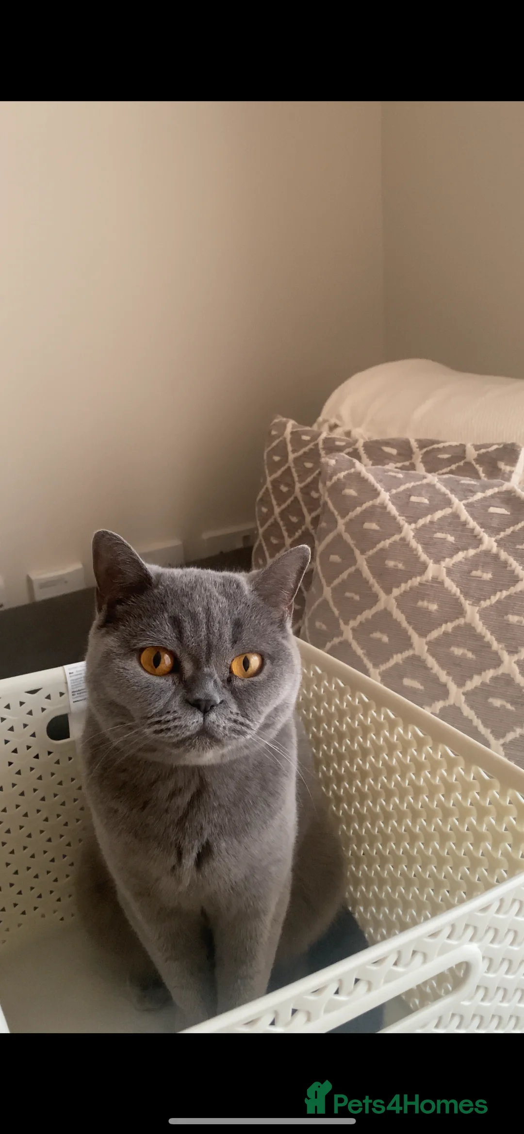 British Shorthair cats for sale: Gorgeous 8 Month Lilac BSH Male Nuetered - Advert 3