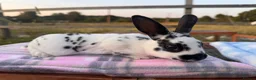 Rex rabbits for sale: Baby Pedigree mini Rex - vaccinated  - Advert 4