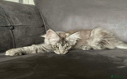 Maine Coon cats for sale: GCCF Black Smoke Maine Coon Kitten.  - Image 17