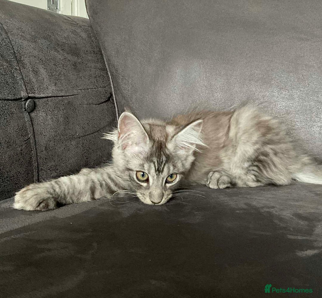 Maine Coon cats for sale: GCCF Black Smoke Maine Coon Kitten.  - Image 17
