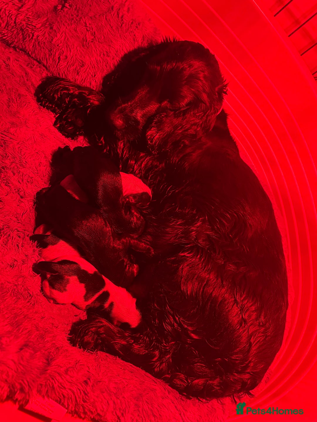 Cocker Spaniel dogs for sale: Show cocker spaniel puppies - Advert 10