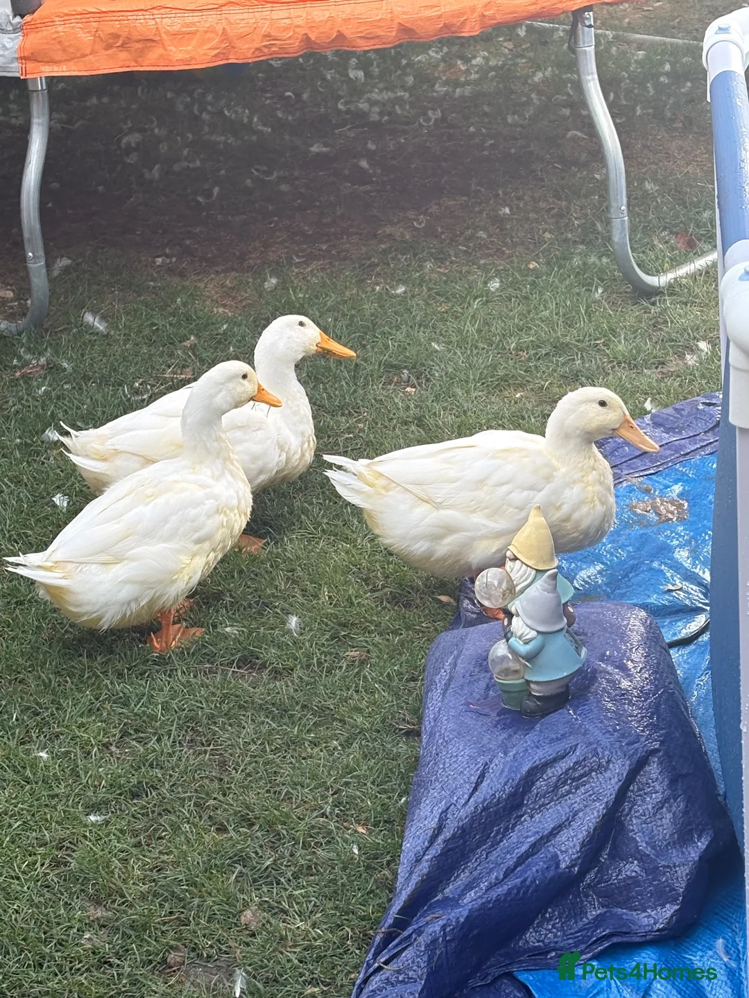 Ducks poultry for sale: 3 cherry valley ducks  in Sherborne - Advert 3