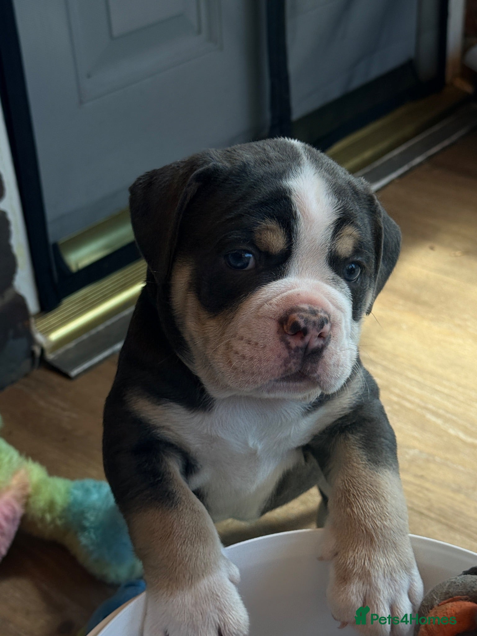 Olde English Bulldogge dogs 🔥🔥Champion bloodline Olde English Buldogs🔥🔥 - Advert 2