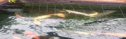 Pond Fish fish for sale: Fish  in Birmingham - Advert 2