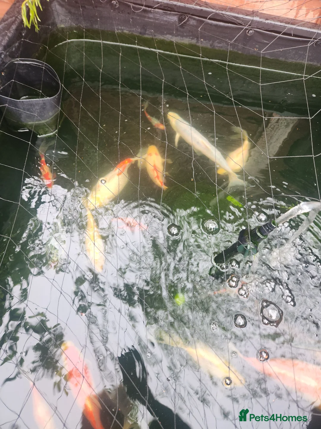 Pond Fish fish for sale: Fish  in Birmingham - Advert 2