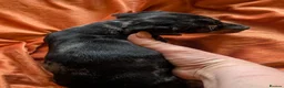 Dachshund dogs for sale: Dappled/Merl Dachshund puppies  - Advert 20