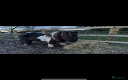 Shetland pony horses for sale: Miniature Shetland Pony. Ideal first pony. - Image 8