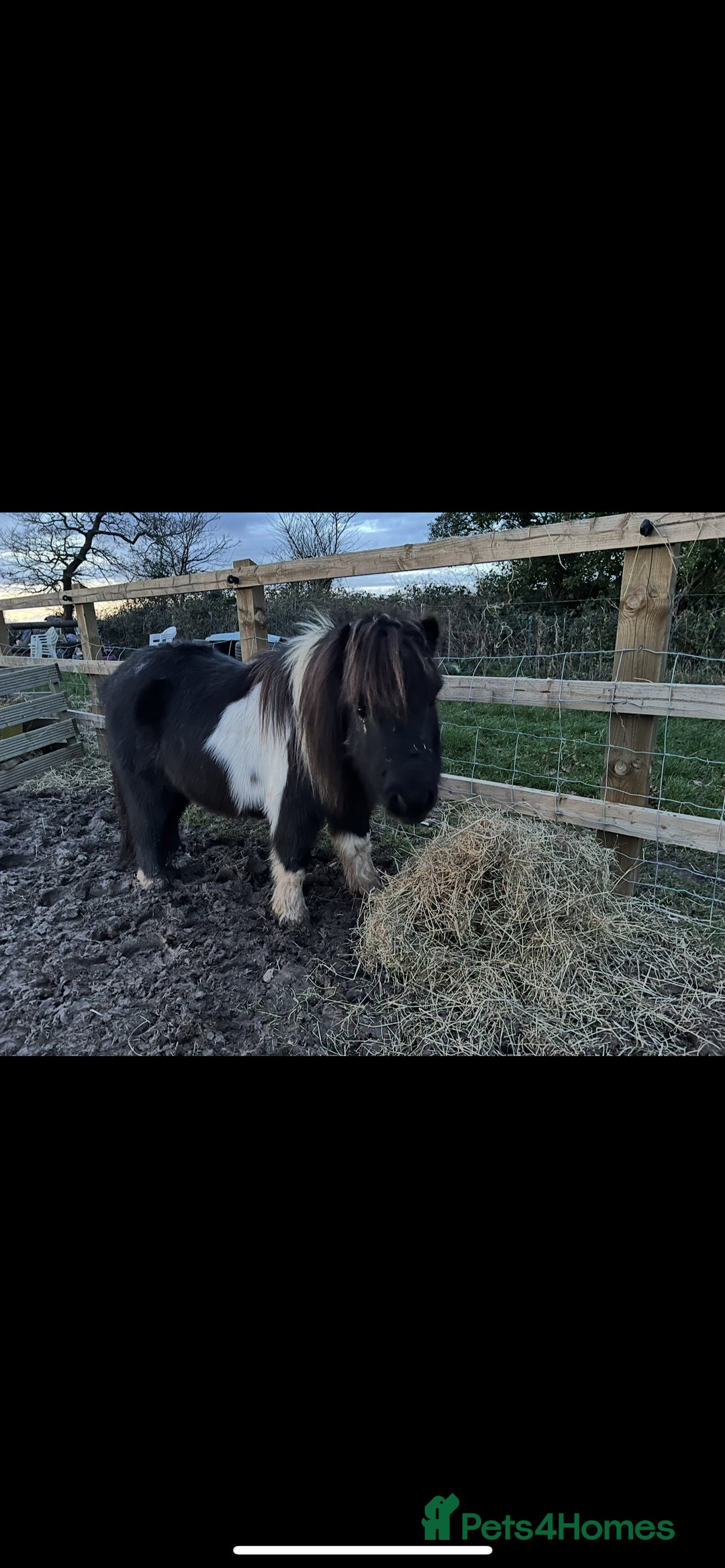 Shetland pony horses for sale: Miniature Shetland Pony. Ideal first pony. - Image 8