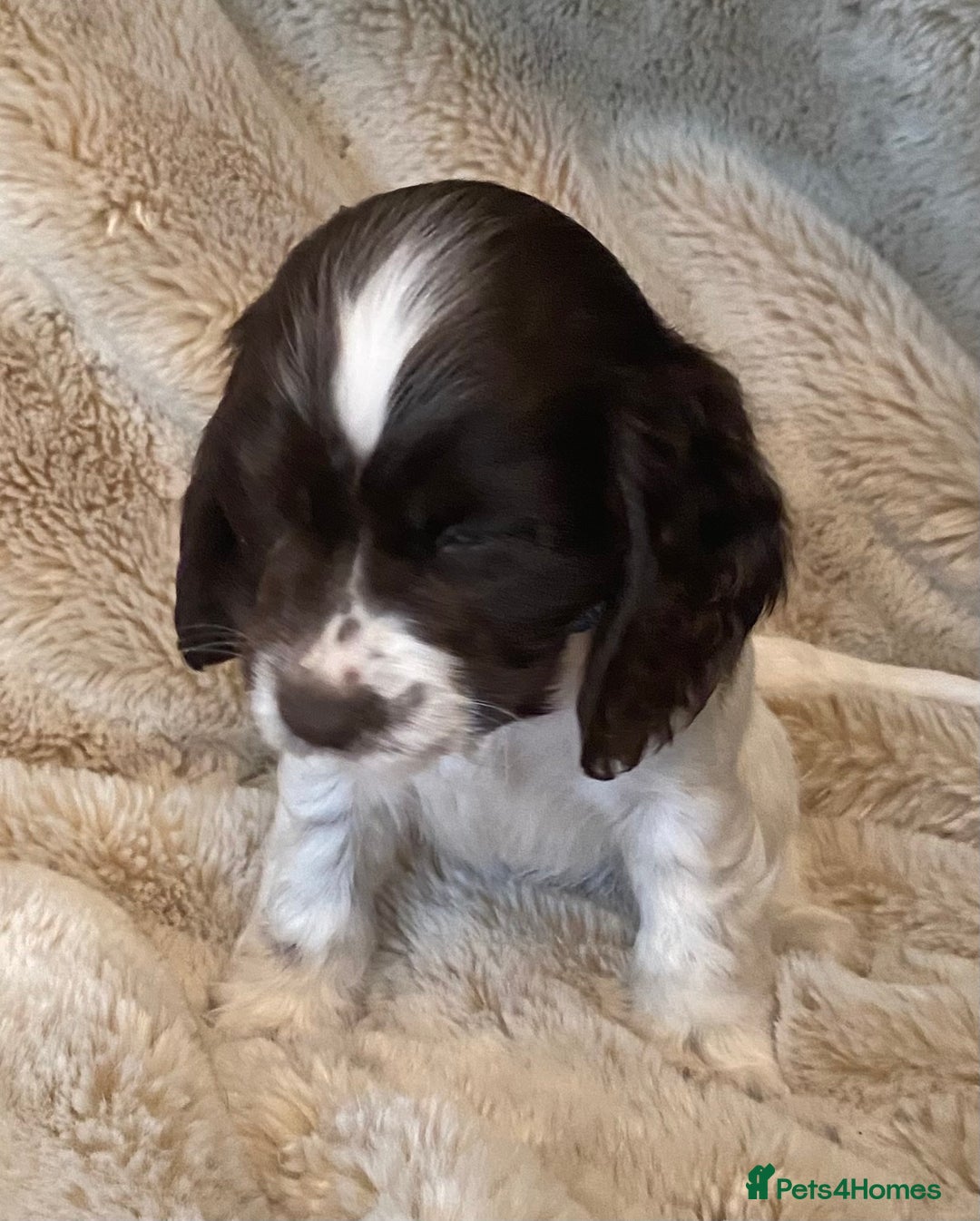 Cocker Spaniel dogs for sale: Adorable show cocker puppies - Image 8