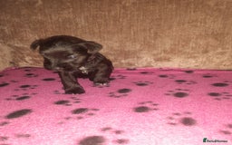 Mixed Breed dogs for sale: Snorkie pups - Image 11
