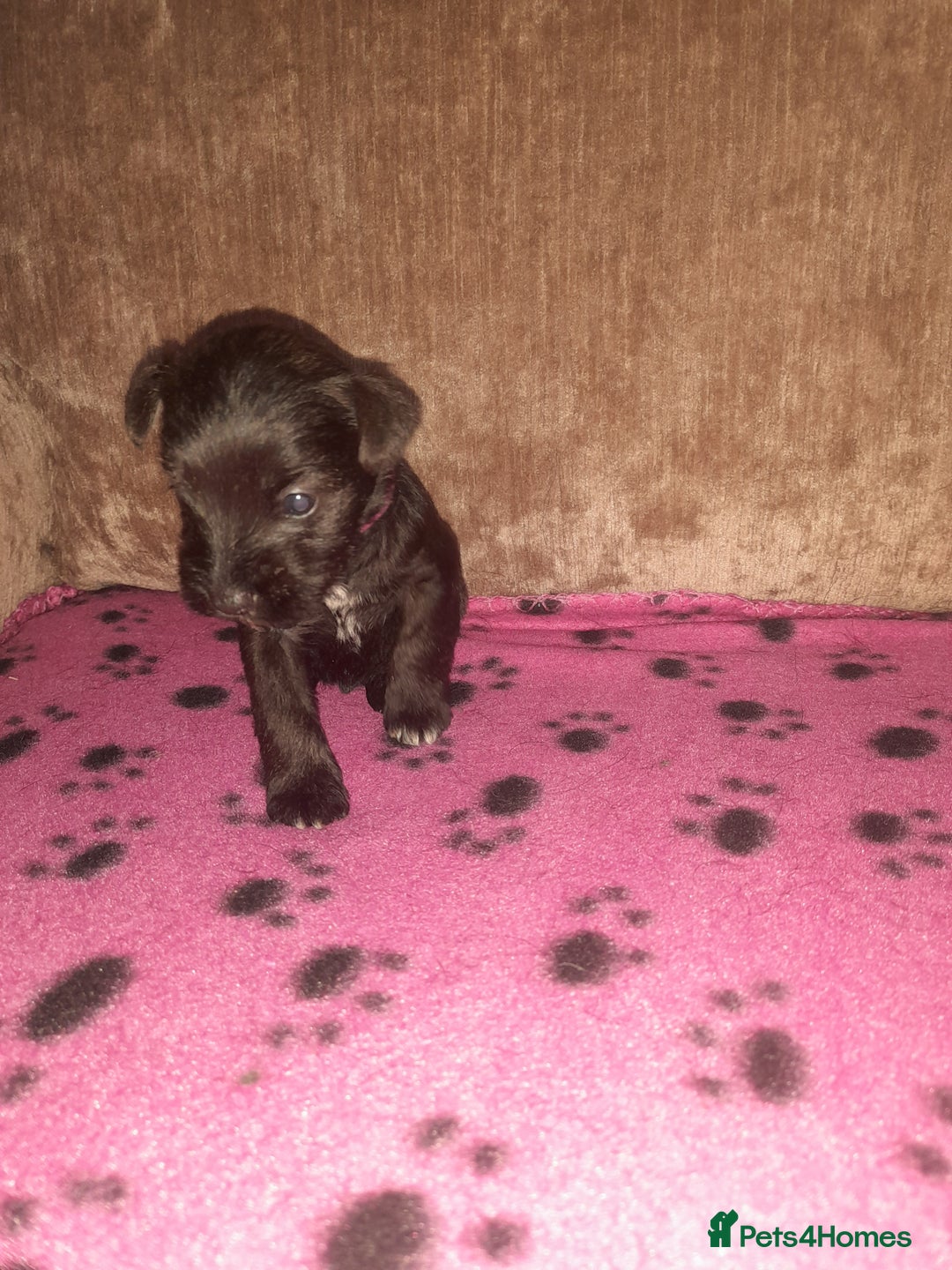 Mixed Breed dogs for sale: Snorkie pups - Image 11