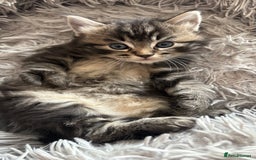 Mixed Breed cats for sale: Fluffy Half-Ragdoll Kittens - Image 5