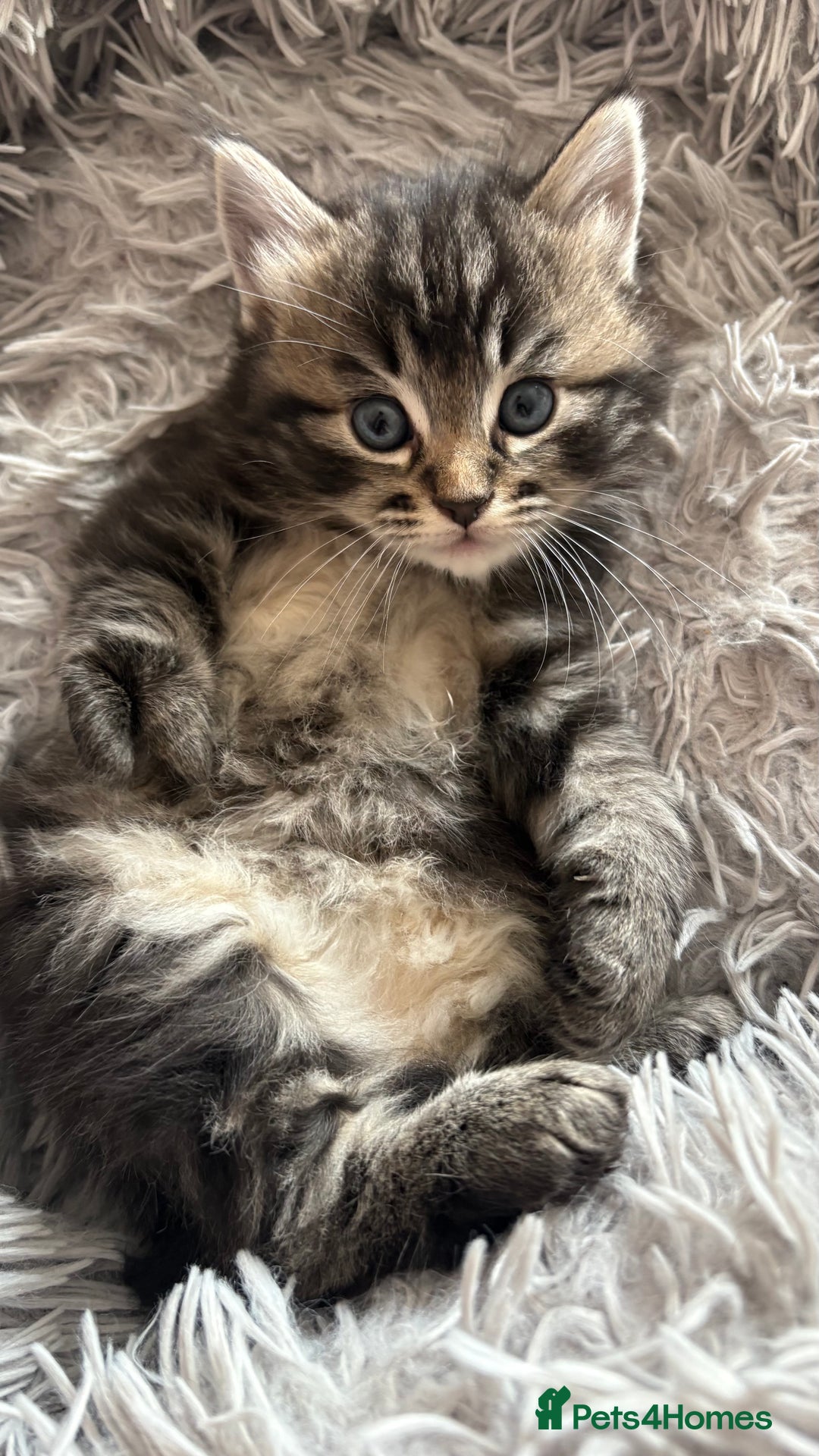 Mixed Breed cats for sale: Fluffy Half-Ragdoll Kittens - Image 5