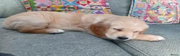Labrador Retriever dogs for sale: Golden Lab Puppies in Carmarthen - Advert 6