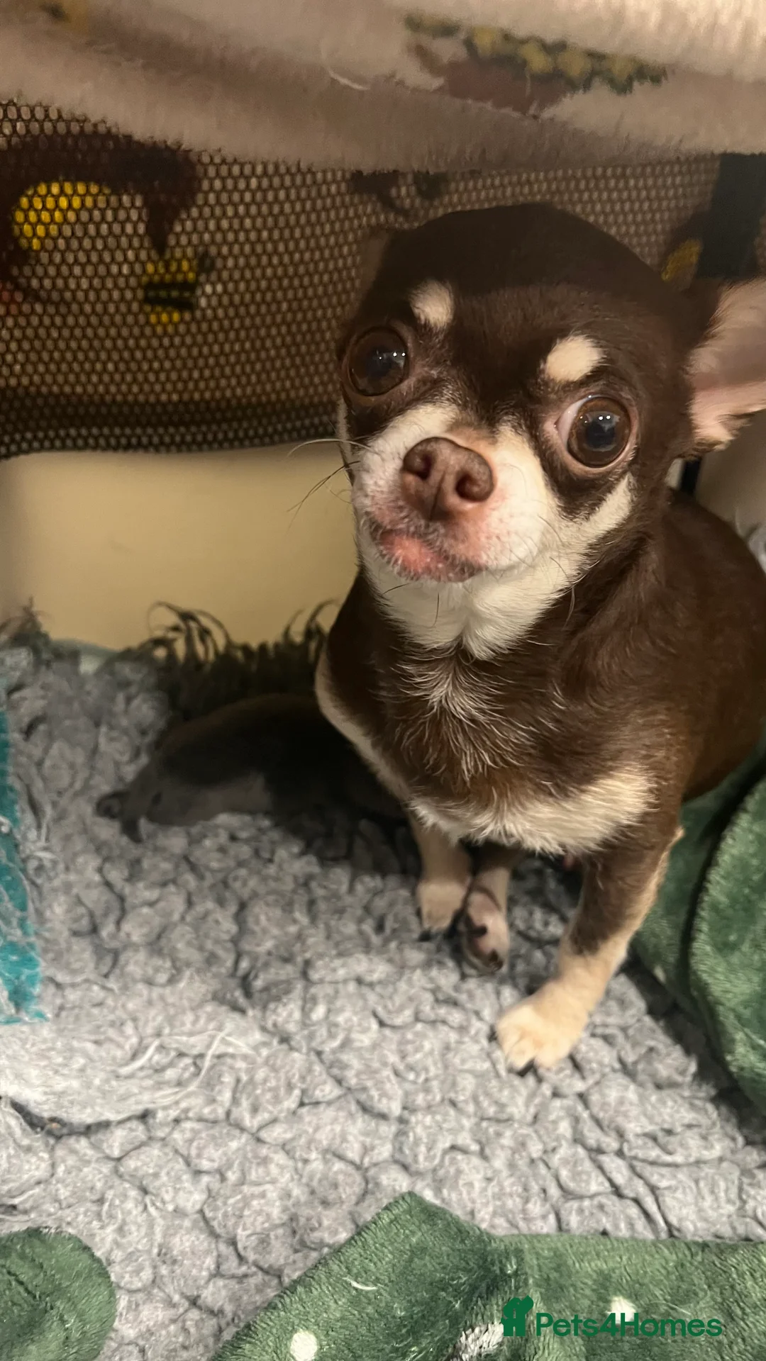 Chihuahua dogs for sale: KC Registered Blue and Tan little boy - Advert 7