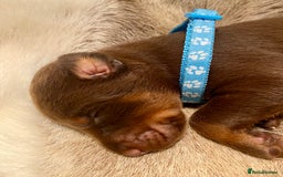 Dobermann dogs for sale: KC REGISTERED HEALTH TESTED DOBERMAN PUPS - Image 37