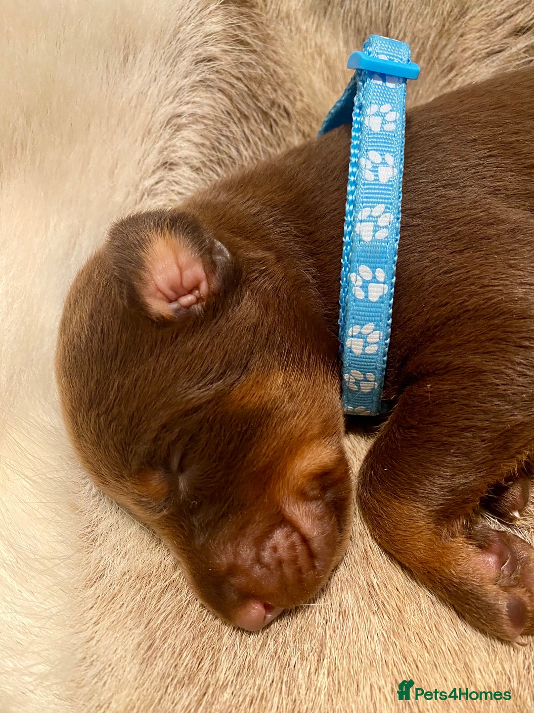 Dobermann dogs for sale: KC REGISTERED HEALTH TESTED DOBERMAN PUPS - Image 37