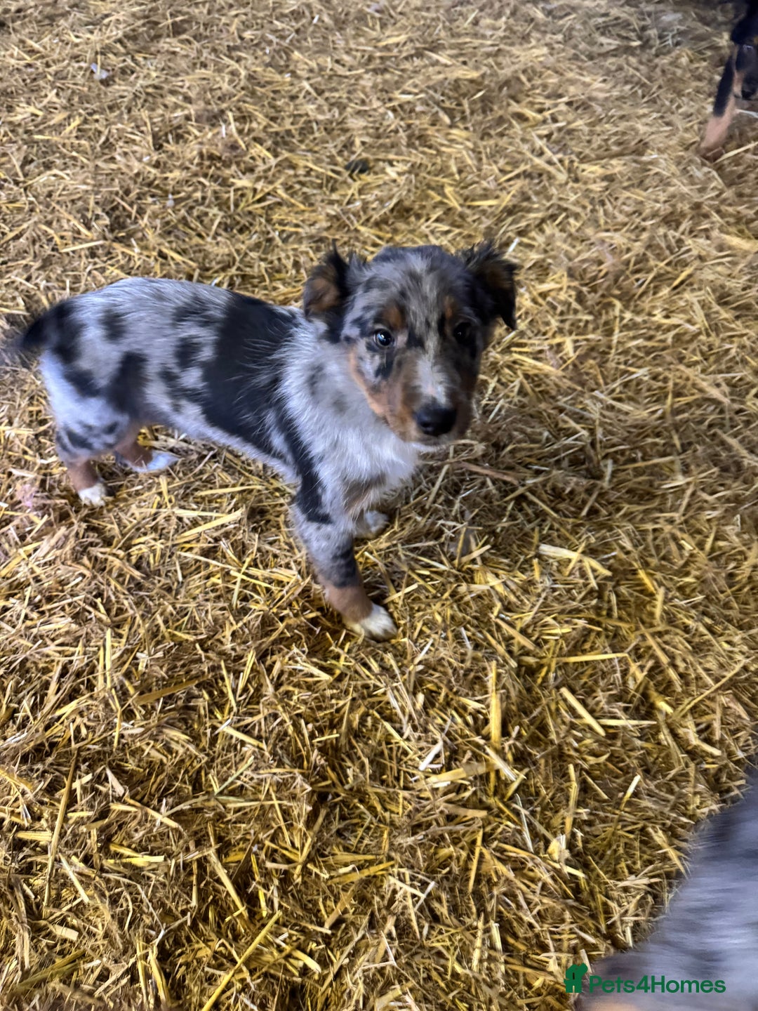 Mixed Breed dogs for sale: Blue merle x huntaway puppies - Advert 3